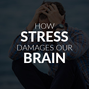 How Stress Damages Our Brain